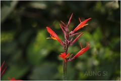 Canna indica
